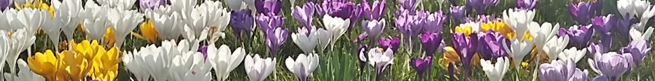 crocuses thin strip