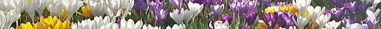 crocuses thinner strip